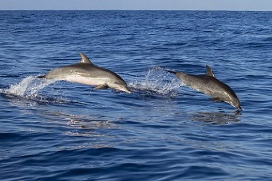 Aparecen 14 delfines muertos en Sant Vicente de la Barquera