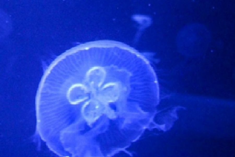 Picaduras de medusas